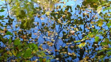 秋天黄色的叶子影响水反射水索菲耶夫斯基公园该种乌克兰